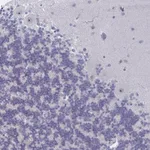 Merck Anti-NR1H2 antibody produced in rabbit