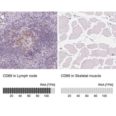 Merck Anti-CD69 antibody produced in rabbit