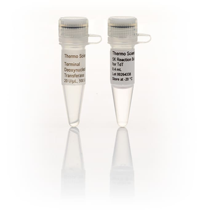 Thermo Fisher Scientific Terminal Deoxynucleotidyl Transferase (20 U/μL), 500 units