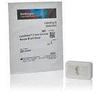 Thermo Fisher Scientific CytoVista 2 mm Coronal Mouse Brain Slicer