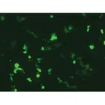 Himedia HiTransfect Transfection Medium