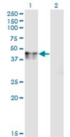 Merck Monoclonal Anti-CANT1 antibody produced in mouse