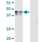 Merck Monoclonal Anti-CANT1 antibody produced in mouse