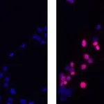 Thermo Fisher Scientific Goat anti-Rat IgG (H+L) Secondary Antibody, TRITC, eBioscience