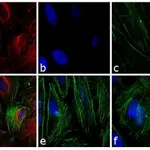 Thermo Fisher Scientific Rabbit anti-Mouse IgG (H+L) Secondary Antibody, TRITC