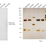 Thermo Fisher Scientific Goat anti-Rabbit IgG (H+L) Secondary Antibody, Biotin