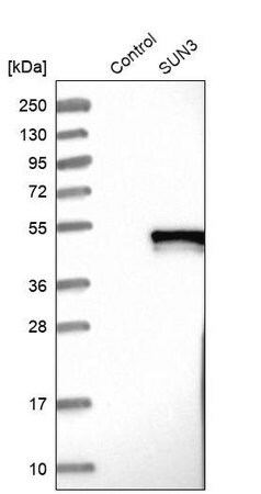 Merck Anti-SUN3 antibody produced in rabbit
