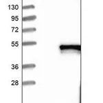 Merck Anti-SUN3 antibody produced in rabbit