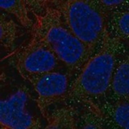 Merck Anti-GCNT7 antibody produced in rabbit