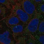 Merck Anti-GCNT7 antibody produced in rabbit