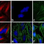 Thermo Fisher Scientific F(ab`)2-Goat anti-Mouse IgG (H+L) Secondary Antibody, TRITC