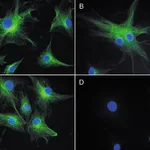 Thermo Fisher Scientific Goat anti-Mouse IgG (H+L) Highly Cross-Adsorbed Secondary Antibody, DSB-X Biotin