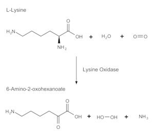 Merck LYSINE OXIDASE FROM TRICHODERMA VIRIDE&