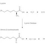Merck LYSINE OXIDASE FROM TRICHODERMA VIRIDE&