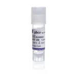 Thermo Fisher Scientific Mouse (ICR) Inactivated Embryonic Fibroblasts