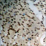 Merck Anti-phospho-BRCA1 (pSer1423) antibody produced in rabbit