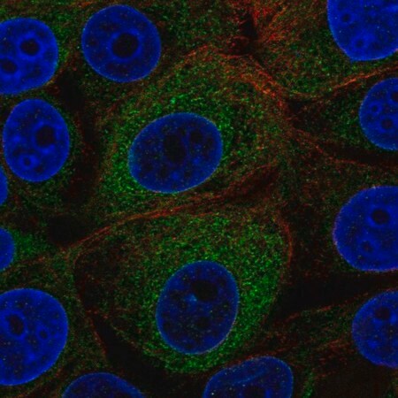 Merck Anti-MOGS antibody produced in rabbit