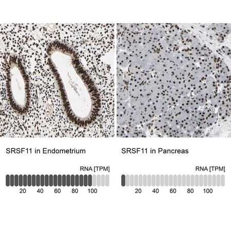 Merck Anti-SRSF11 antibody produced in rabbit