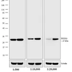 Thermo Fisher Scientific Goat anti-Rabbit IgG (H+L) Secondary Antibody, AP