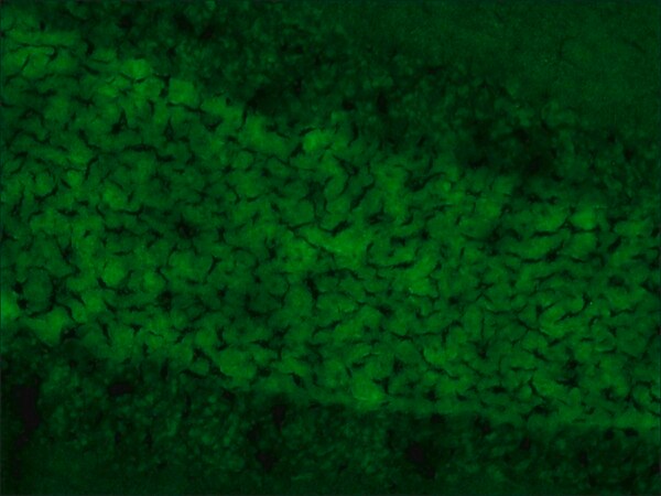 Merck Anti-SynCAM antibody produced in rabbit