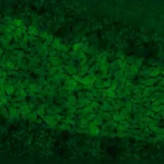 Merck Anti-SynCAM antibody produced in rabbit