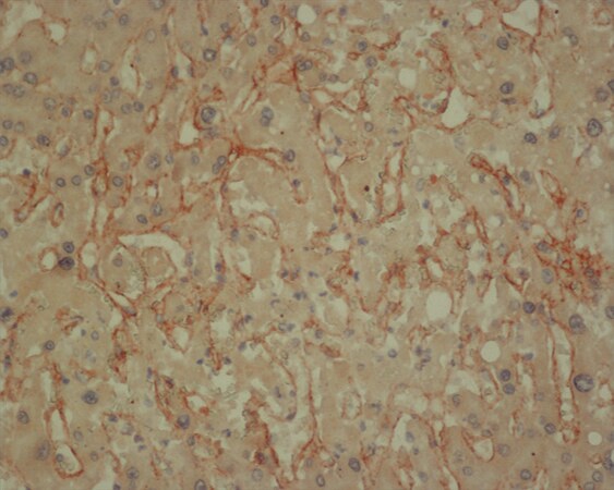 Merck Anti-Collagen IV antibody, Mouse monoclonal