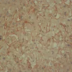 Merck Anti-Collagen IV antibody, Mouse monoclonal