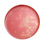 Himedia EMB Agar Base