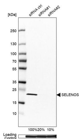 Merck Anti-SELENOS antibody produced in rabbit