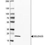 Merck Anti-SELENOS antibody produced in rabbit