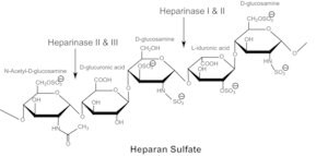 Merck HEPARINASE I AND III BLEND FROM FLAVOBA&
