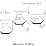 Merck HEPARINASE I AND III BLEND FROM FLAVOBA&