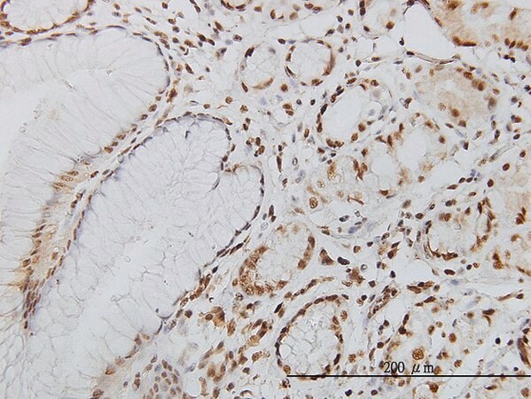Merck Monoclonal Anti-POLK antibody produced in mouse