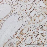 Merck Monoclonal Anti-POLK antibody produced in mouse