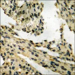 Merck Anti-phospho-Retinoblastoma (pSer795) antibody produced in rabbit