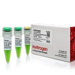 Thermo Fisher Scientific E-Gel Ultra Low Range DNA Ladder
