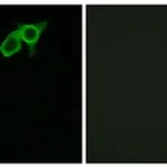 Merck ANTI-GPR75 ANTIBODY PRODUCED IN RABBIT