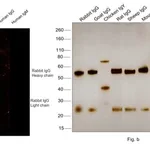 Thermo Fisher Scientific Goat anti-Rabbit IgG (H+L) Cross-Adsorbed Secondary Antibody, Alexa Fluor 532