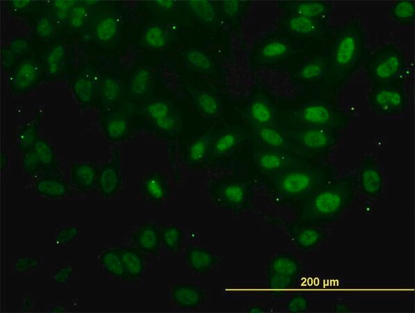 Merck Monoclonal Anti-FAF1 antibody produced in mouse