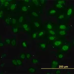 Merck Monoclonal Anti-FAF1 antibody produced in mouse