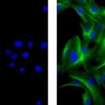 Thermo Fisher Scientific Rat anti-Mouse IgG1 Secondary Antibody, Biotin, eBioscience