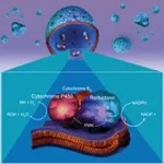 Merck CYPEXPRESS(TM) 3A4