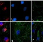 Thermo Fisher Scientific Goat anti-Rabbit IgG (H+L) Cross-Adsorbed Secondary Antibody, Texas Red-X