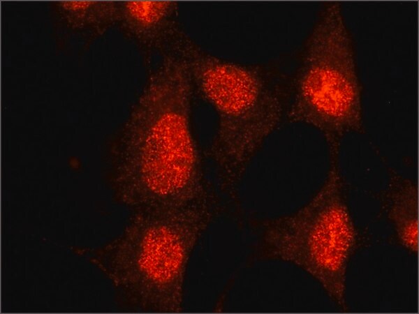 Merck Anti-SMAD6 (C-terminal) antibody produced in rabbit
