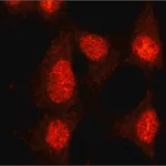 Merck Anti-SMAD6 (C-terminal) antibody produced in rabbit