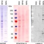Merck ANTI-LAMIN A (C-TERMINAL)