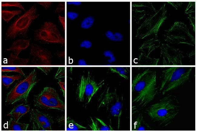 Thermo Fisher Scientific Goat anti-Mouse IgG (H+L) Secondary Antibody, DyLight 633