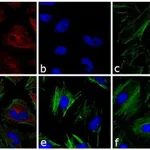 Thermo Fisher Scientific Goat anti-Mouse IgG (H+L) Secondary Antibody, DyLight 633