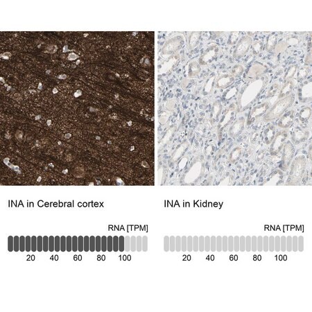 Merck Anti-INA antibody produced in rabbit