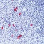 Thermo Fisher Scientific Rabbit anti-Human IgA (Heavy chain) Secondary Antibody